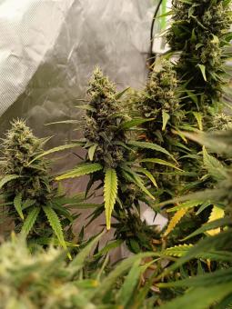 Strawberry Gorilla Auto - картинка 1