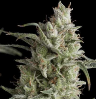 Super OG Kush - картинка 1