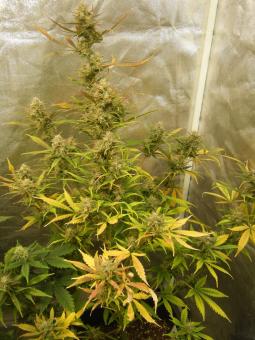Critical Plus Auto - картинка 1