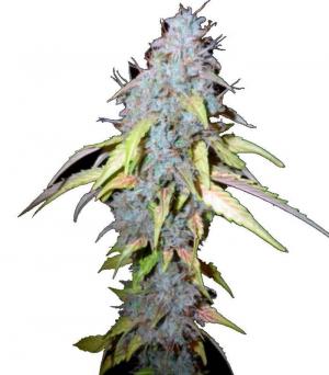 Northern Lights Auto
