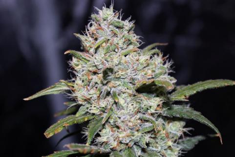 Gorilla Auto (Gorilla Glue Auto) - картинка 2