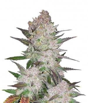Cream Cookies Auto fem