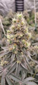 Auto Diesel genetics