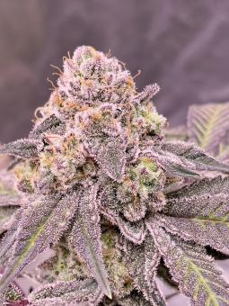 69.G - картинка 2