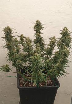 Super Critical Auto - картинка 4