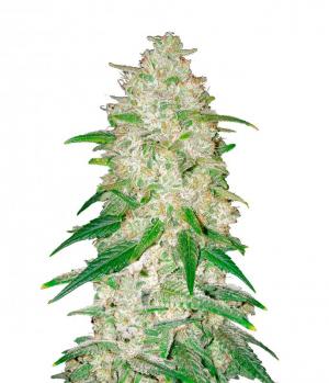 Gelato Auto fem