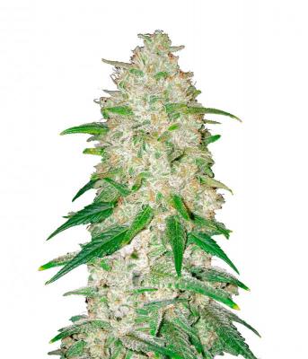 Gelato Auto fem