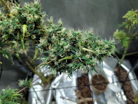 Arjan's Ultra Haze 1 - картинка 2