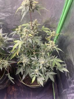Exodus Cheese Auto - картинка 2