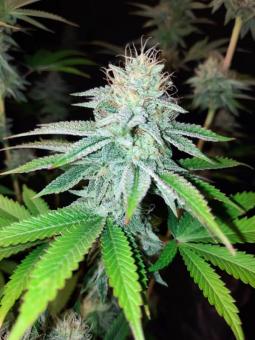 Sherbet Queen Auto - картинка 3