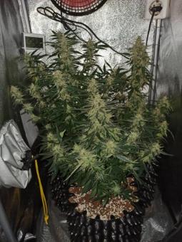 OG Kush Auto - картинка 7