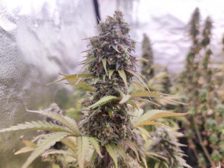 Auto Northern Lights - картинка 3
