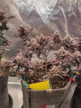 Milky Dreams Fem