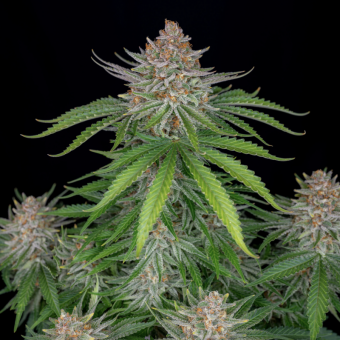 Wedding Cheesecake Auto - картинка 7
