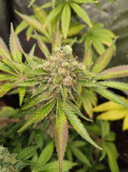 Gorilla Sherbet F1 Fast Version® - картинка 1