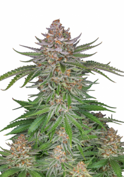 Strawberry Pie Auto fem