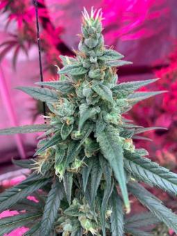Big Bud Auto - картинка 1
