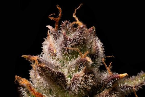 Purple Lemonade Auto - картинка 1