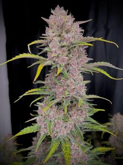 Banana Purple Punch Auto - картинка 5