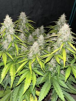 King's Juice Auto - картинка 2