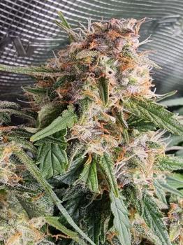 Jack Herer Auto