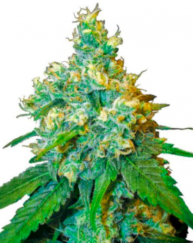 Jack Herer