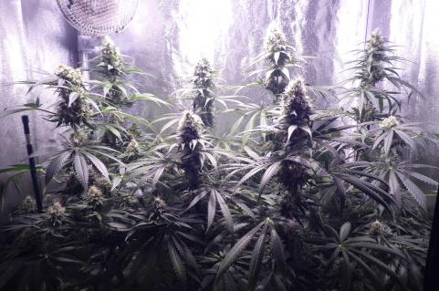 Galaxy CBD - картинка 2