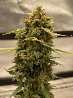 Skunk Auto - картинка 7