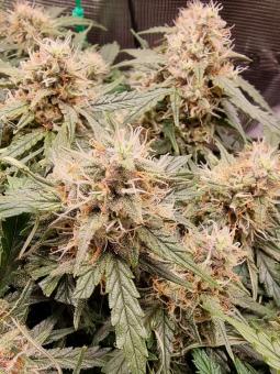 Jack Herer Auto - картинка 3