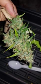 Delicious Candy Auto  - картинка 4