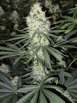 Bubble Kush Auto - картинка 7