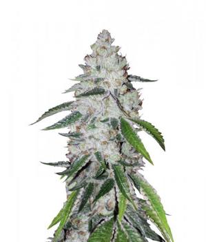 West Coast O.G. Auto fem