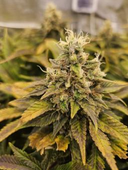 Original Glue Auto - картинка 1