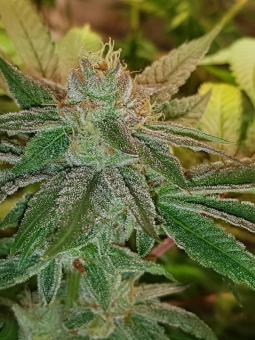 Bubble Kush Auto - картинка 1