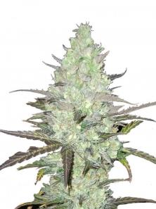 Buddha Auto Tangie