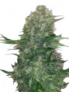 CBD Auto 20:1 fem