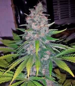 Sweet Skunk F1 Fast Version - картинка 1
