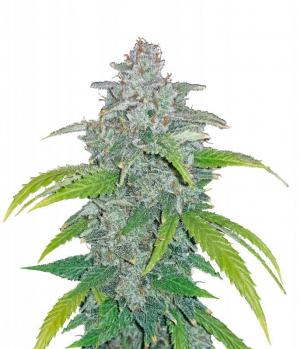 Blue Dream Auto fem
