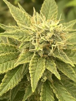 Bubble Kush Auto - картинка 2