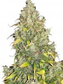 Critical Auto fem