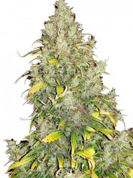 Critical Auto fem