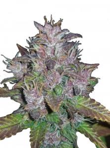 C4 Auto