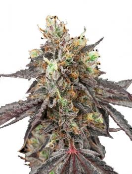 Gelato 41 x Gelato 41 Auto