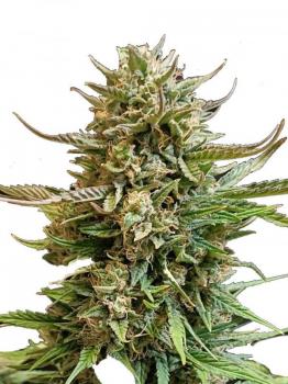 Big Bud Auto