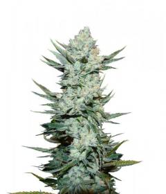 Tangie Auto
