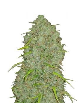 Jack Herer Auto