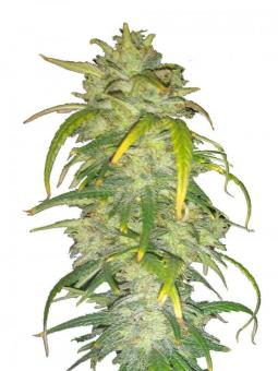 Original Auto AK - картинка 1