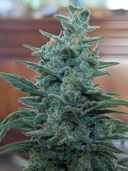 Lemon AK Auto - картинка 1