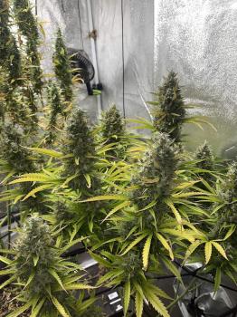 Auto Lemon Kix