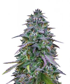 Cookies USA
